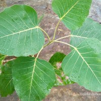 <i>Ficus religiosa</i>  L.